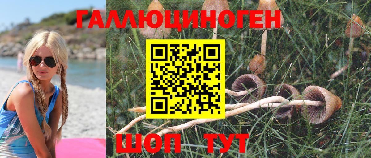 Галлюциногенные грибы Psilocybine cubensis Павлово